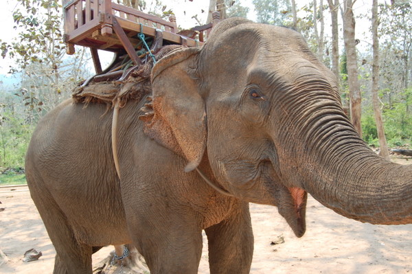 Happy elephant